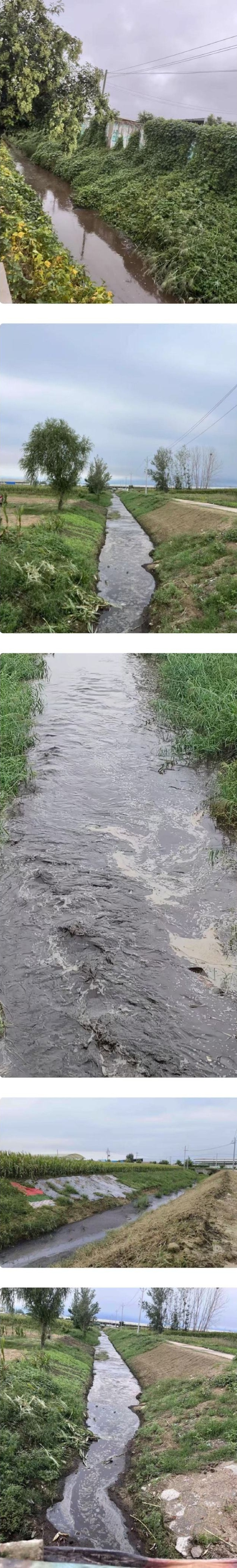 “美丽牧场”公然排污:河南柘城县莲旺牧业酱色废水直排河道(图2) 2.jpg