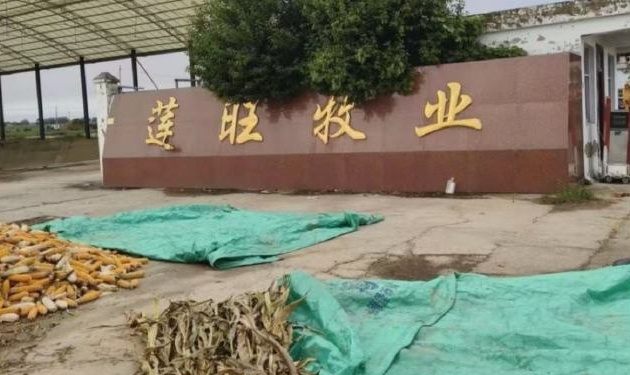 “美丽牧场”公然排污:河南柘城县莲旺牧业酱色废水直排河道(图1) 1.jpg